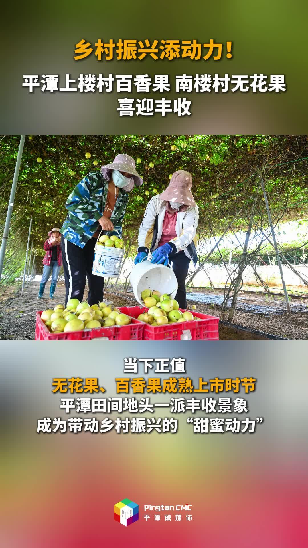 平潭上樓村百香果、南樓村無花果喜迎豐收